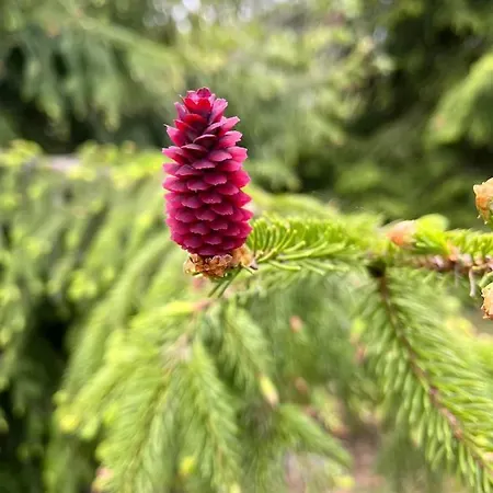 Villa-cottage With Sauna Altja