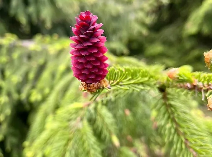 Villa-cottage With Sauna Altja